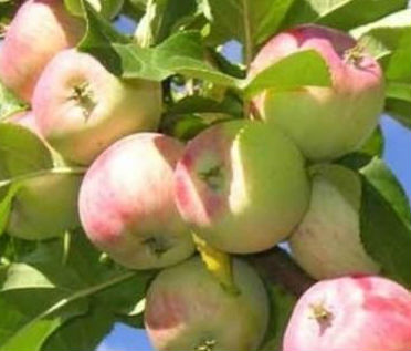Яблочный компот на зиму — рецепты