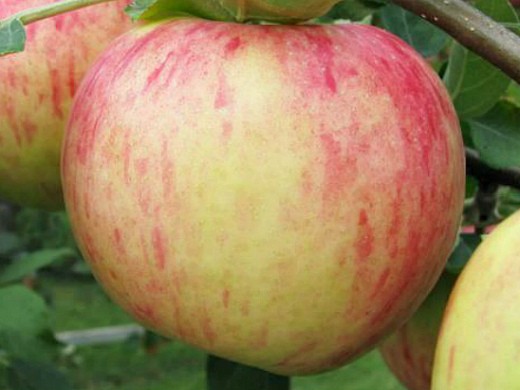 Сорта яблонь для Подмосковья, с описанием