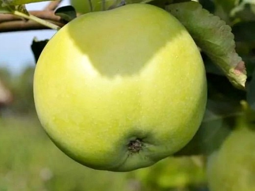 Сорта яблонь для Подмосковья, с описанием