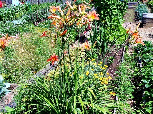 Цветы лилейники, выращивание на даче и уход