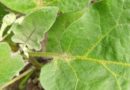 Признаки появления паутинного клеща на баклажанах, огурцах, перцах и томатах